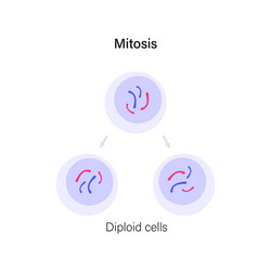 Meiosis cell division Royalty Free Vector Image