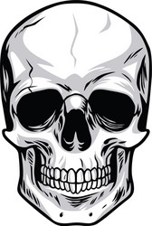 Skull Artwork - Skeleton Head Vector Image