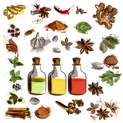 Hand-Drawn Spice Collection Vector Image