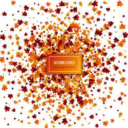 autumn leaves on white background vector image