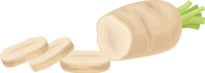 parsnip root cut into slices item vector image