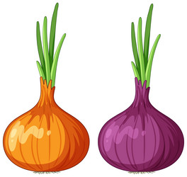 red shallot and onion vector