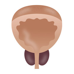 Prostate Vector Images (over 4,100)