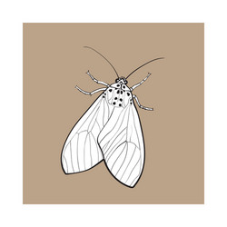 Top view of gray moth isolated sketch style vector