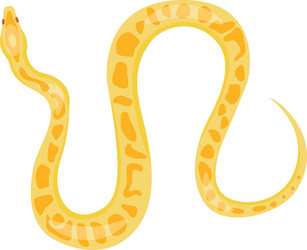 python boa snake vector image
