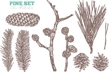 Pine cone and fir tree set botanical hand drawn Vector Image