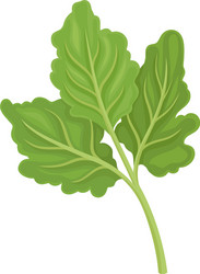parsnip leaves item detailed vector image