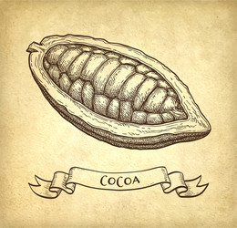 ink sketch of cocoa vector image