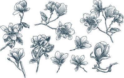 Magnolia Flower Sketch Set Vector Image