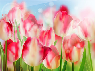 Red tulip with bokeh eps 10 vector