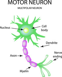 Structure of the motor neuron infographics vector