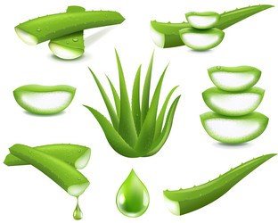 aloe vera big set isolated white background vector