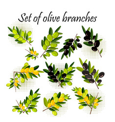 Olive Branches Collection Vector Image