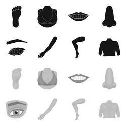 isolated object body and part icon set vector image