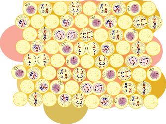 Meiosis phases Royalty Free Vector Image - VectorStock