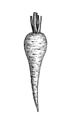 Ink Parsnip Sketch vector image