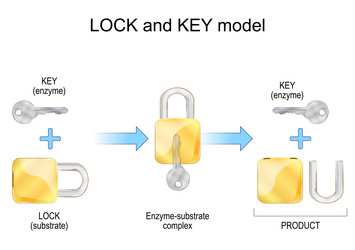lock and key model enzyme substrate products vector image