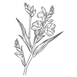 August Birth Flower Vector Images (42)