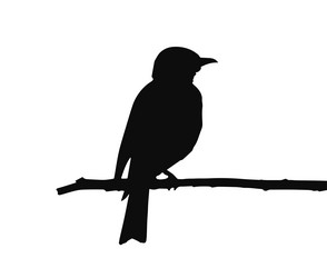 Silhouette of tropical parrot on branch Royalty Free Vector