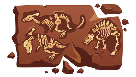 Dinosaur Fossil Skeleton Bones vector image