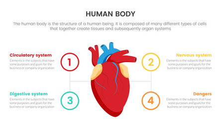 heart human anatomy infographic concept for slide vector