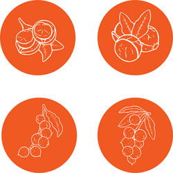 linear set of macadamia nuts collection icons vector image