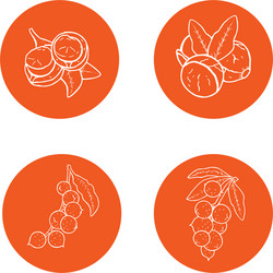 Linear set of macadamia nuts collection icons vector