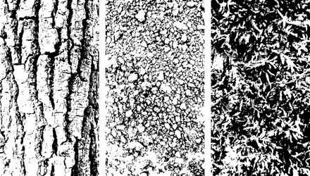 Rustic Stone & Bark Texture vector image