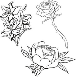 White lily flower Royalty Free Vector Image - VectorStock