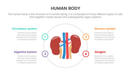 kidneys human anatomy infographic concept vector