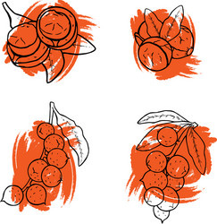 linear set of macadamia nuts collection icons vector image