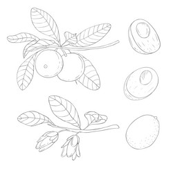 line art lucuma branch and blossom elements vector