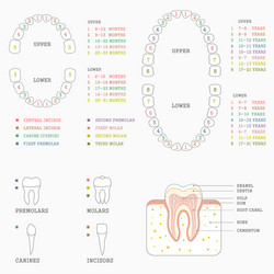 tooth chart human teeth vector