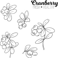cranberry element for design vector image