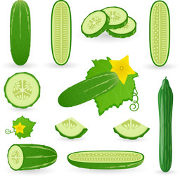 Cucumber Icon Set vector image