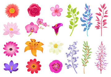 Floral Herb Collection Vector Image