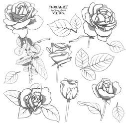 floral set of delicate roses with leaves Vector Image