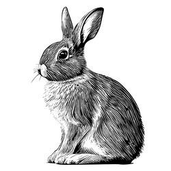 Sitting cute rabbit isolated on white background Vector Image