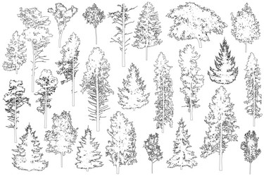 set of coniferous and deciduous trees vector image