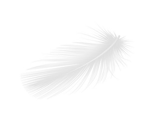 Realistic white feather Royalty Free Vector Image