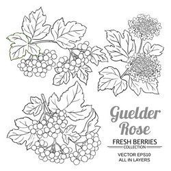 Guelder Rose Botanical Set Vector Image