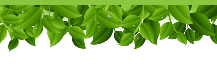 tree branches isolated white background vector image
