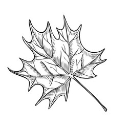 Maple leaf isolated Royalty Free Vector Image - VectorStock