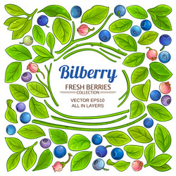 bilberry elements set on white background vector