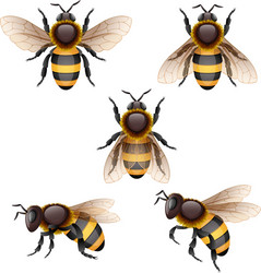 Bee Wings Vector Images (over 18,000) Bee Wings Vector Images (over 18,000)