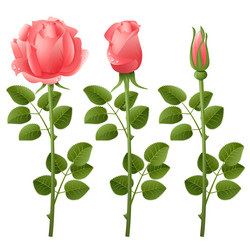 Pink rose Royalty Free Vector Image - VectorStock