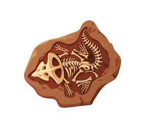 dino fossil skeleton bones isolated dinosaur relic vector image