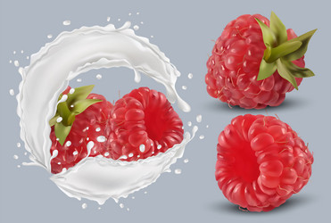 3d realistic raspberry in milk splash fresh red vector