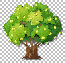 pear tree on transparent background vector image