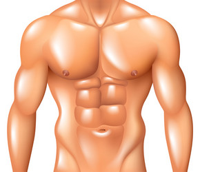 Male torso